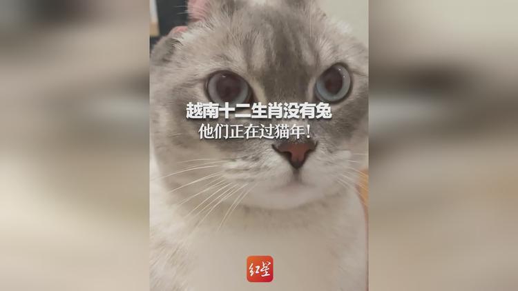 你知道吗?越南十二生肖没有兔 他们正在过猫年!