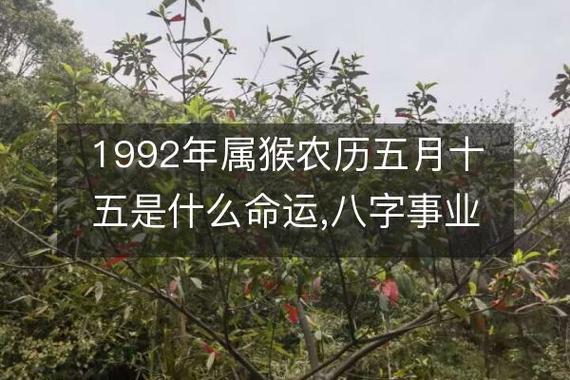 1992年属猴农历五月十五是什么命运,八字事业财运,感情婚姻