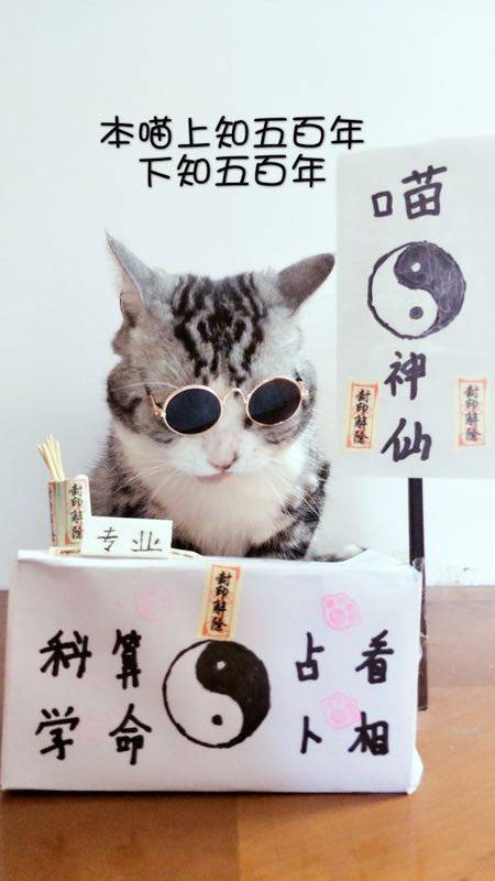 这只会算命的猫,真是万万没想到!