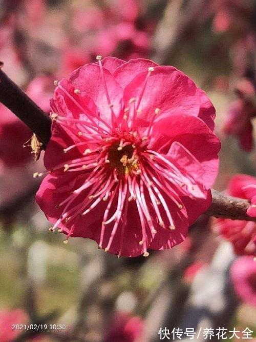 11月生辰花(一年365天的生辰花)