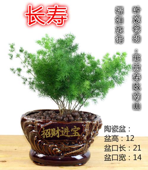 生肖猴蓬莱松盆栽客厅猴年室内植物盆景耐寒植物四季常青 蓬莱(财旺四