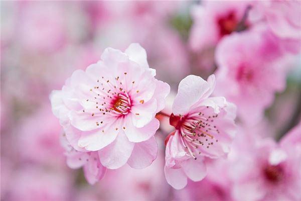 测试桃花运出现时间 算姻缘免费生辰八字